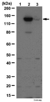 Anti-phospho JAK-2 (Tyr570) Antibody from rabbit, purified by affinity chromatography