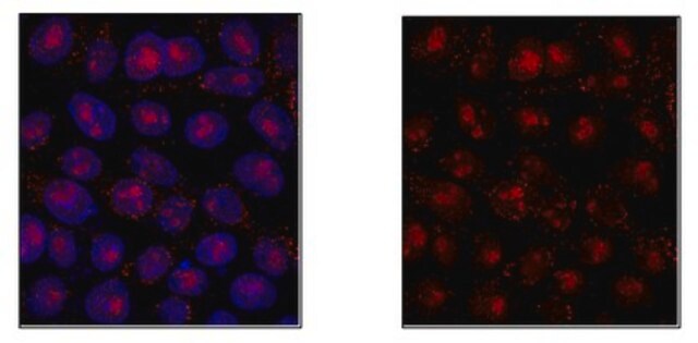 抗-Tet2抗体 from rabbit, purified by affinity chromatography