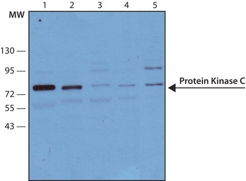 单克隆抗 蛋白激酶 C (PKC) 小鼠抗 clone MC5, ascites fluid