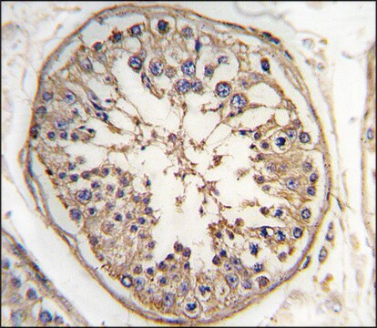 Anti-MARS2 (N-term) antibody produced in rabbit saturated ammonium sulfate (SAS) precipitated, buffered aqueous solution