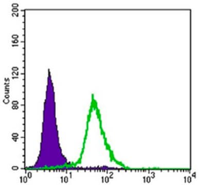 Anti-CRTC2 Antibody, clone 5B10 ascites fluid, clone 5B10, from mouse