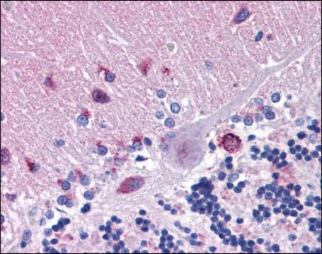 抗MFSD2A ウサギ宿主抗体 affinity isolated antibody