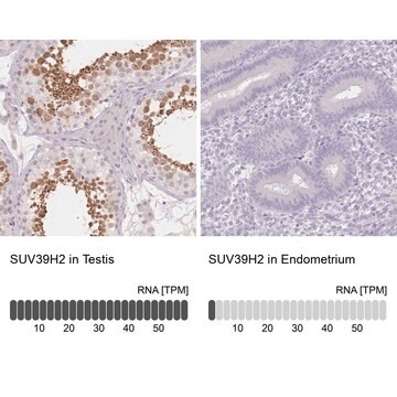 抗-SUV39H2 兔抗 Prestige Antibodies&#174; Powered by Atlas Antibodies, affinity isolated antibody, buffered aqueous glycerol solution