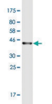 Monoclonal Anti-PRKCDBP antibody produced in mouse clone 8D3, purified immunoglobulin, buffered aqueous solution