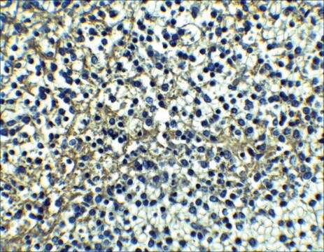 Anti-DR4 antibody produced in rabbit IgG fraction of antiserum, buffered aqueous solution