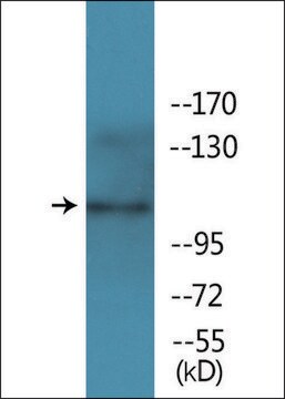 Anti-phospho-EPHA2/3 (pTyr588/596) antibody produced in rabbit affinity isolated antibody