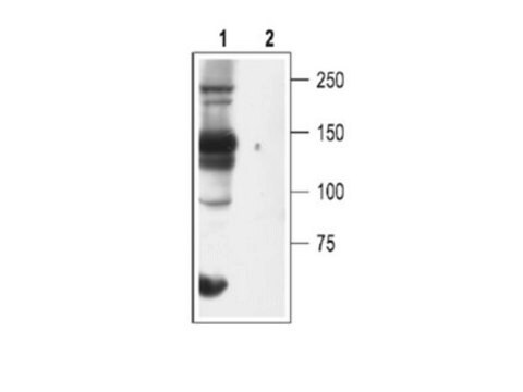 Anti-Cav3.2 Antibody Chemicon&#174;, from rabbit