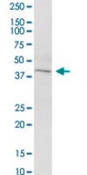 Anti-KCNN4 antibody produced in mouse purified immunoglobulin, buffered aqueous solution