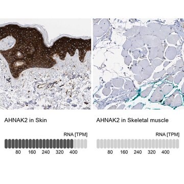 Anti-AHNAK2 antibody produced in rabbit Prestige Antibodies&#174; Powered by Atlas Antibodies, affinity isolated antibody, buffered aqueous glycerol solution