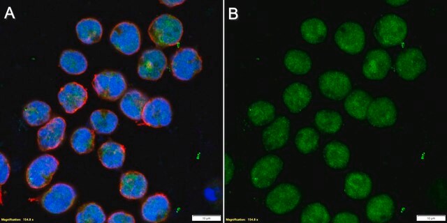 Anti-WRN Antibody, clone 20A11.1 ZooMAb&#174; Mouse Monoclonal recombinant, expressed in HEK 293 cells