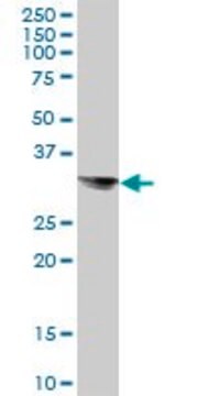 Anti-STX8 antibody produced in mouse purified immunoglobulin, buffered aqueous solution