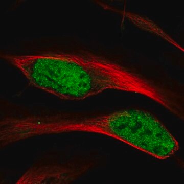 Anti-HNRNPA1 antibody produced in rabbit Prestige Antibodies&#174; Powered by Atlas Antibodies, affinity isolated antibody