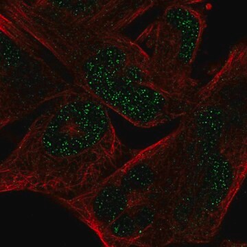 Anti-MYCL antibody produced in rabbit Prestige Antibodies&#174; Powered by Atlas Antibodies, affinity isolated antibody