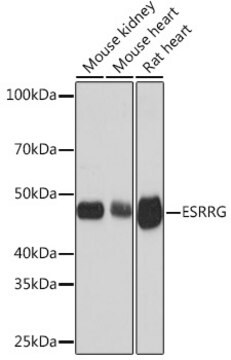 Anti-ESRRG Antibody, clone 2W3A9, Rabbit Monoclonal