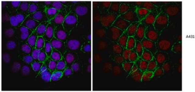 Anticorpo anti-proteina di replicazione A, clone RPA34-19 clone RPA34-19, from mouse