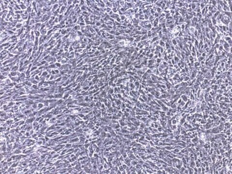 Linia komórek gwiaździstych wątroby szczura HSC-T6 The HSC-T6 rat hepatic stellate cell line is a valuable cell model for studies of retinoid metabolism based on their similar retinoid phenotype as primary cells.