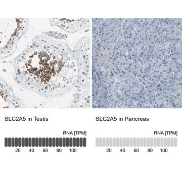 抗SLC2A5 ウサギ宿主抗体 Prestige Antibodies&#174; Powered by Atlas Antibodies, affinity isolated antibody, buffered aqueous glycerol solution