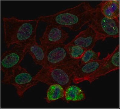 Anti-trimethyl Histone H3 (Lys9) Antibody, Alexa Fluor&#8482; 488 Conjugate 0.5&#160;mg/mL, from rabbit