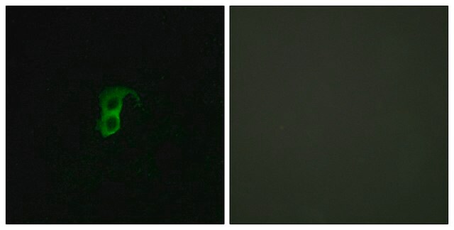 Anti-GPR87 antibody produced in rabbit affinity isolated antibody