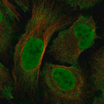 Anti-Nf1 Antibody Produced In Rabbit Prestige Antibodies&#174; Powered by Atlas Antibodies, affinity isolated antibody, buffered aqueous glycerol solution