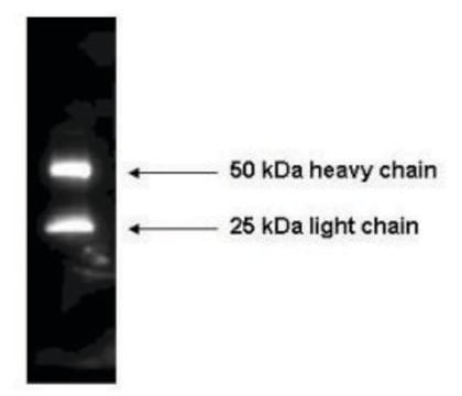 Anti-Mouse IgG (H+L)-Peroxidase antibody produced in rabbit affinity isolated antibody, lyophilized powder