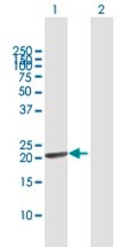 Anti-GINS1 antibody produced in mouse purified immunoglobulin, buffered aqueous solution