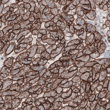 Monoclonal Anti-LAMC1 antibody produced in mouse Prestige Antibodies&#174; Powered by Atlas Antibodies, clone CL3196, purified immunoglobulin, buffered aqueous glycerol solution