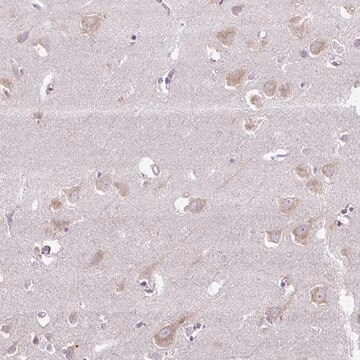 Anti-SYBU antibody produced in rabbit Prestige Antibodies&#174; Powered by Atlas Antibodies, affinity isolated antibody, buffered aqueous glycerol solution