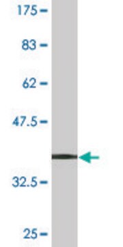 Monoclonal Anti-RPL23 antibody produced in mouse clone 2F12, purified immunoglobulin, buffered aqueous solution