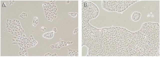 MDCKII canine MDR1 KO, human BCRP Expressing Cells