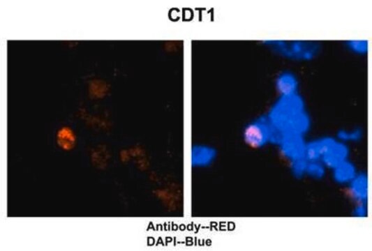 Anti-CDT1 antibody produced in rabbit affinity isolated antibody