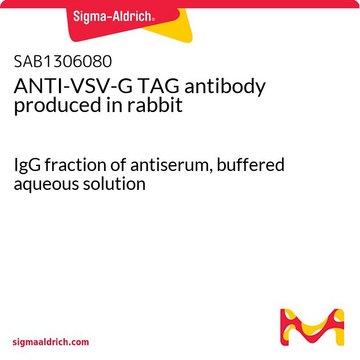 抗-VSV-G TAG 兔抗 IgG fraction of antiserum, buffered aqueous solution