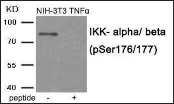 Anty-fosfoIKK-α/β(pSer176/177) affinity isolated antibody