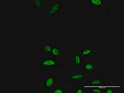 Anti-PRRX2 antibody produced in rabbit purified immunoglobulin, buffered aqueous solution