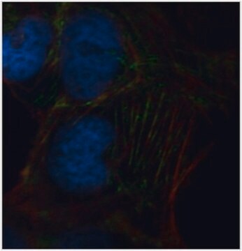 Anti-Septin-9 Antibody, clone 10C10 clone 10C10, from mouse