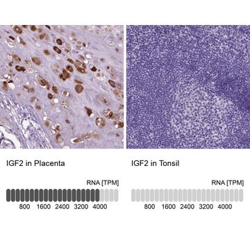 Anty-IGF2 Prestige Antibodies&#174; Powered by Atlas Antibodies, affinity isolated antibody, buffered aqueous glycerol solution