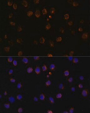 Anti-MyD88 antibody produced in rabbit