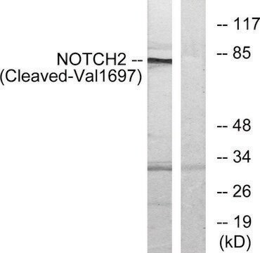 抗-NOTCH2 (Cleaved-Val1697) 兔抗 affinity isolated antibody