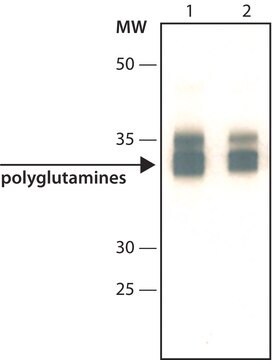 抗聚谷氨酰胺抗体，小鼠单克隆 小鼠抗 ~2&#160;mg/mL, clone 3B5H10, purified from hybridoma cell culture