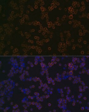 Anti-TLR2 antibody produced in rabbit