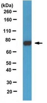 Anti-Paris/ZNF746 Antibody, clone N196/16 clone N196/16, from mouse