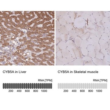 Anty-CYB5A Prestige Antibodies&#174; Powered by Atlas Antibodies, affinity isolated antibody, buffered aqueous glycerol solution