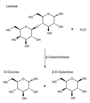 &#946;-Galactosidasa from Escherichia coli Grade VIII, lyophilized powder, &#8805;500&#160;units/mg protein