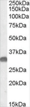 Anti-OTUB1 antibody produced in goat affinity isolated antibody, buffered aqueous solution