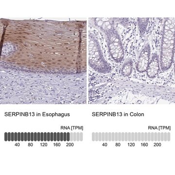 Anti-SERPINB13 antibody produced in rabbit Prestige Antibodies&#174; Powered by Atlas Antibodies, affinity isolated antibody, buffered aqueous glycerol solution