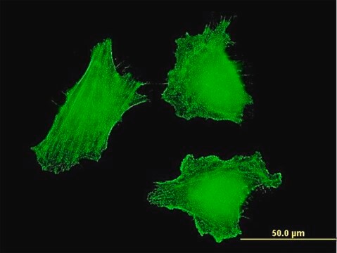 ANTI-DLX5 antibody produced in mouse clone 4H6, purified immunoglobulin, buffered aqueous solution