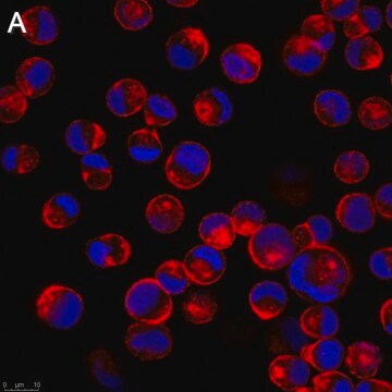 Anti-Influenza A Nucleoprotein Antibody, clone A1 ZooMAb&#174; Mouse Monoclonal recombinant, expressed in HEK 293 cells