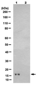 Anticuerpo anti-fosfo Histona H3 (Thr32), clon 6C7G12 clone 6C7G12, from rat