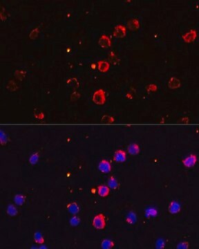 Anti-IL1B antibody produced in rabbit