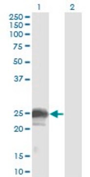 Monoclonal Anti-NBL1 antibody produced in mouse clone 1G5, purified immunoglobulin, buffered aqueous solution